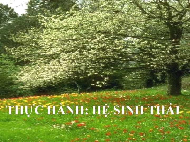 THỰC HÀNH: HỆ SINH THÁI 