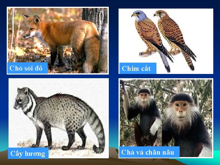 Chó sói đỏ Chim cắt Cầy hương Chà vá chân nâu 