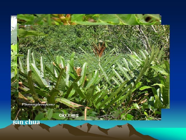  • Loài ít: bần chua, ô rô, dừa lá, ráng, v. v… Ô