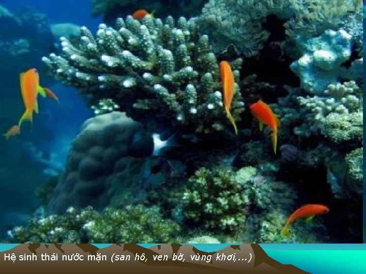 Hệ sinh thái nước mặn (san hô, ven bờ, vùng khơi, . . .