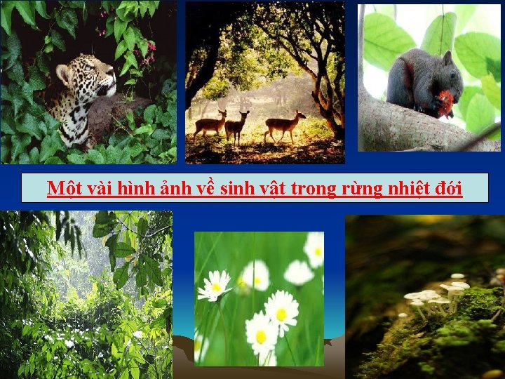 Một vài hình ảnh về sinh vật trong rừng nhiệt đới 