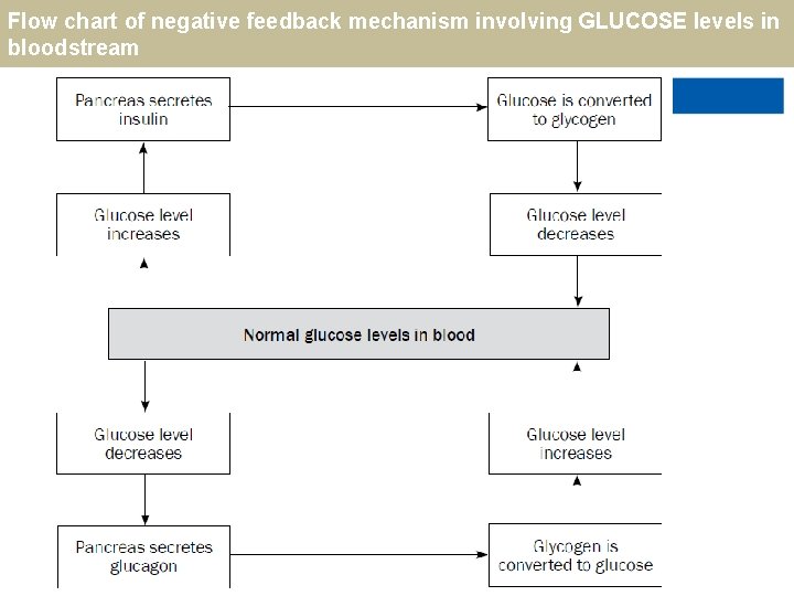 Flow chart of negative feedback mechanism involving GLUCOSE levels in bloodstream 13 