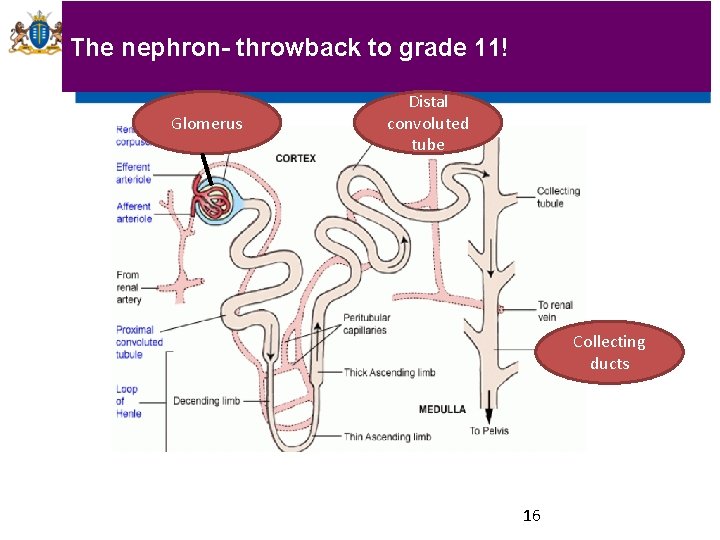 The nephron- throwback to grade 11! Glomerus Distal convoluted tube Collecting ducts 16 