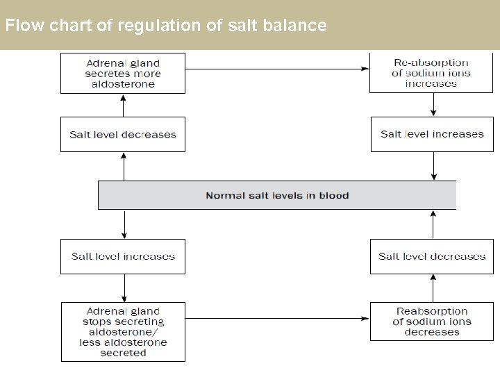 Flow chart of regulation of salt balance 19 
