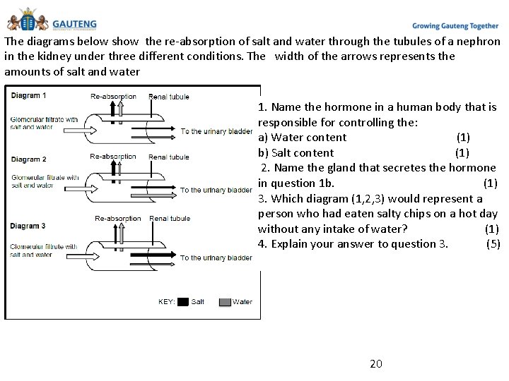 Activity 1. 1 The diagrams below show the re-absorption of salt and water through