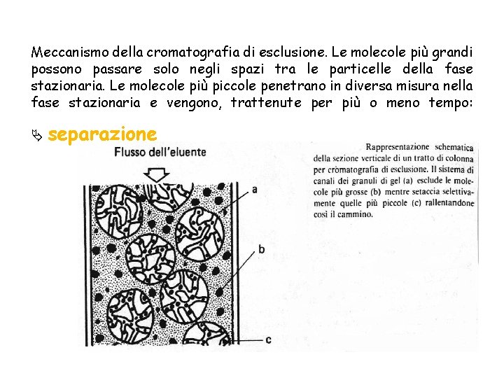 Meccanismo della cromatografia di esclusione. Le molecole più grandi possono passare solo negli spazi