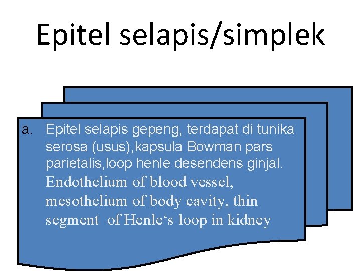 Epitel selapis/simplek a. Epitel selapis gepeng, terdapat di tunika serosa (usus), kapsula Bowman pars