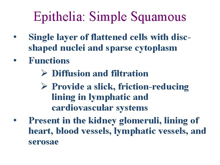 Epithelia: Simple Squamous • • • Single layer of flattened cells with discshaped nuclei