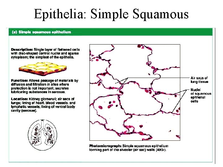 Epithelia: Simple Squamous Figure 4. 2 a 