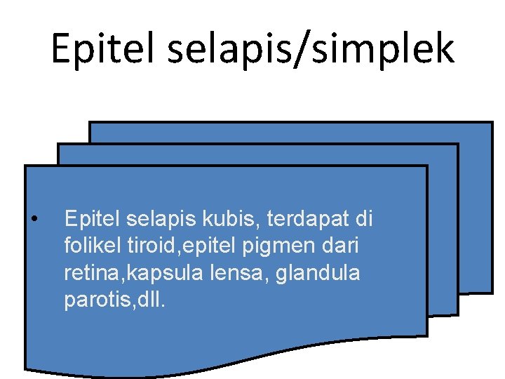 Epitel selapis/simplek • Epitel selapis kubis, terdapat di folikel tiroid, epitel pigmen dari retina,
