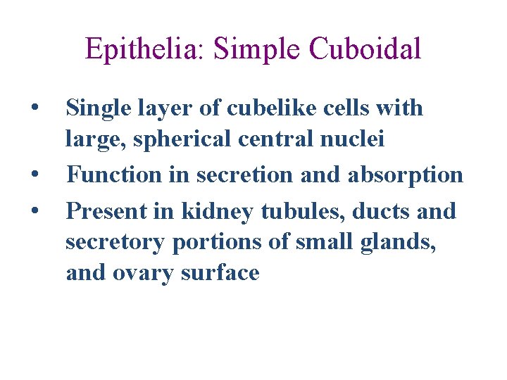 Epithelia: Simple Cuboidal • • • Single layer of cubelike cells with large, spherical