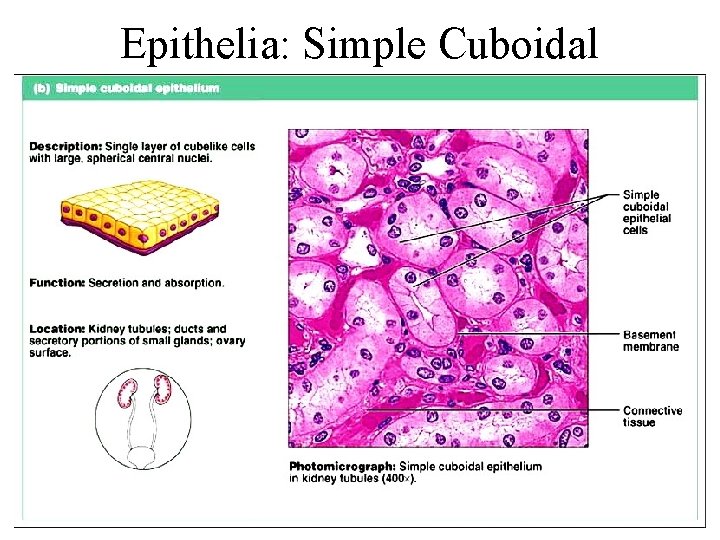 Epithelia: Simple Cuboidal Figure 4. 2 b 