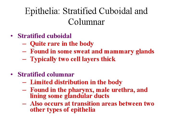 Epithelia: Stratified Cuboidal and Columnar • Stratified cuboidal – Quite rare in the body