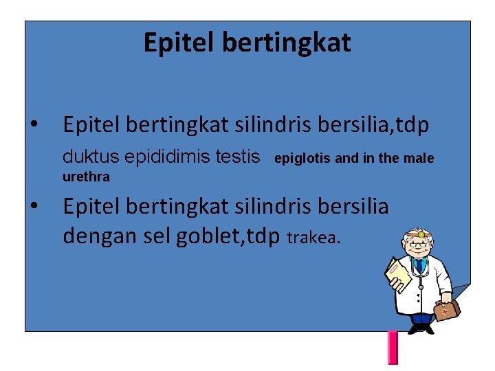 Epitel bertingkat • Epitel bertingkat silindris bersilia, tdp duktus epididimis testis epiglotis and in