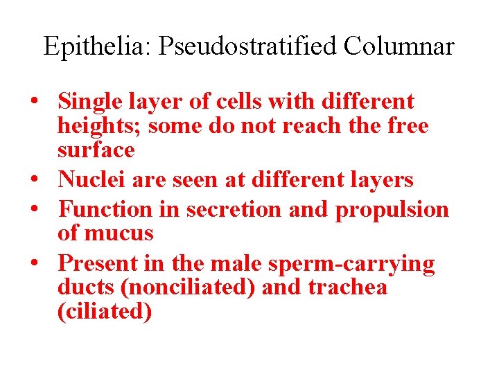 Epithelia: Pseudostratified Columnar • Single layer of cells with different heights; some do not