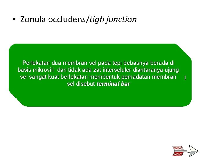  • Zonula occludens/tigh junction Perlekatan dua membran sel pada tepi bebasnya berada di