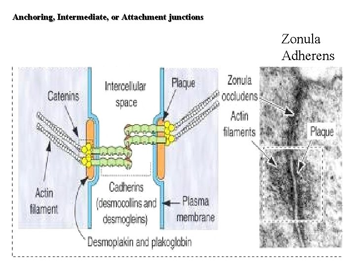 Anchoring, Intermediate, or Attachment junctions Zonula Adherens 