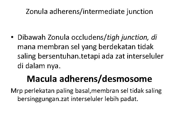 Zonula adherens/intermediate junction • Dibawah Zonula occludens/tigh junction, di mana membran sel yang berdekatan