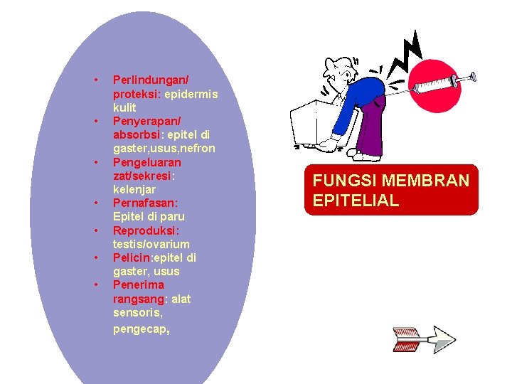  • • Perlindungan/ proteksi: epidermis kulit Penyerapan/ absorbsi: epitel di gaster, usus, nefron