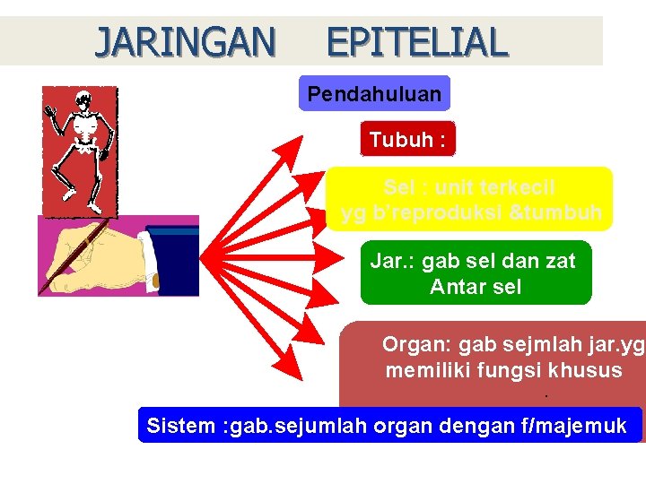 JARINGAN EPITELIAL Pendahuluan Tubuh : Sel : unit terkecil yg b’reproduksi &tumbuh Jar. :