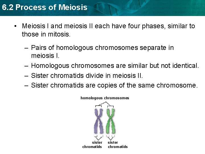 6. 2 Process of Meiosis • Meiosis I and meiosis II each have four