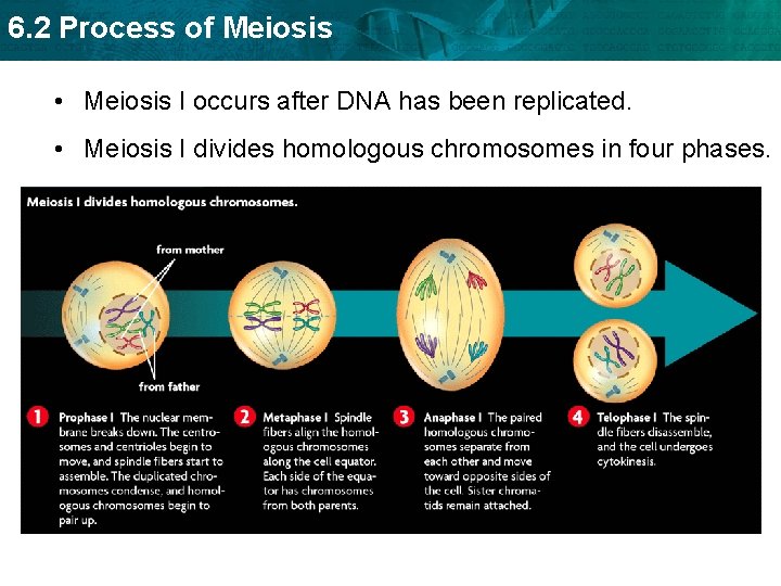 6. 2 Process of Meiosis • Meiosis I occurs after DNA has been replicated.