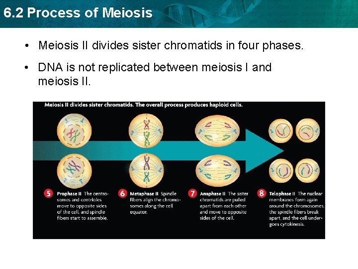 6. 2 Process of Meiosis • Meiosis II divides sister chromatids in four phases.