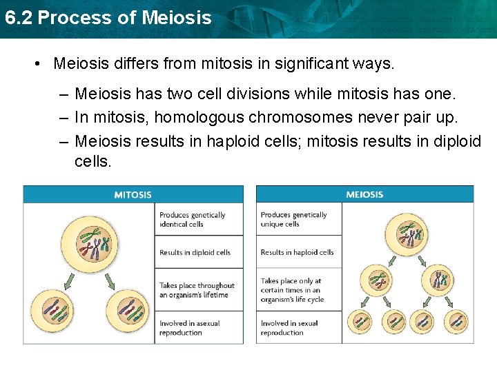 6. 2 Process of Meiosis • Meiosis differs from mitosis in significant ways. –