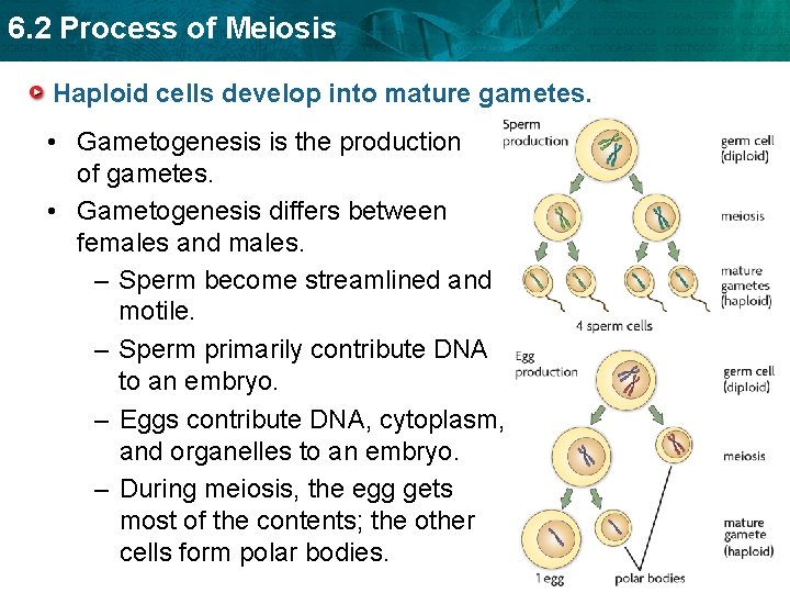 6. 2 Process of Meiosis Haploid cells develop into mature gametes. • Gametogenesis is