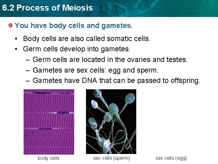 6. 2 Process of Meiosis You have body cells and gametes. • Body cells