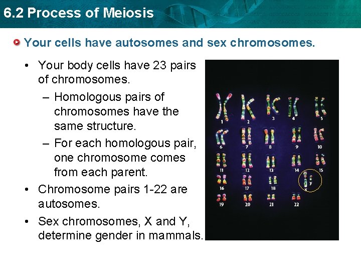6. 2 Process of Meiosis Your cells have autosomes and sex chromosomes. • Your