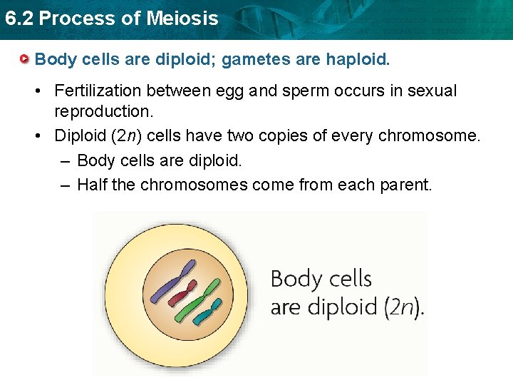 6. 2 Process of Meiosis Body cells are diploid; gametes are haploid. • Fertilization