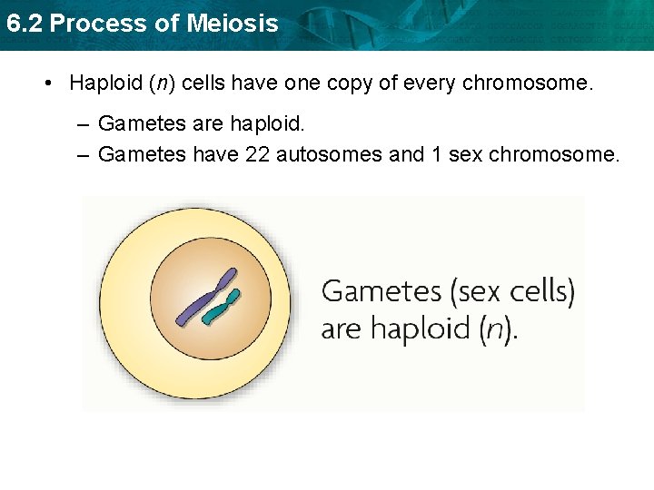 6. 2 Process of Meiosis • Haploid (n) cells have one copy of every