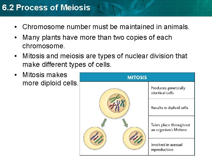 6. 2 Process of Meiosis • Chromosome number must be maintained in animals. •