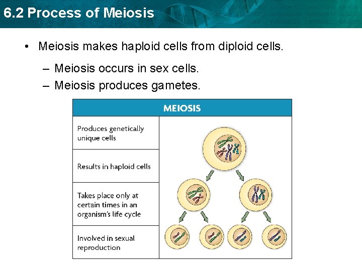 6. 2 Process of Meiosis • Meiosis makes haploid cells from diploid cells. –