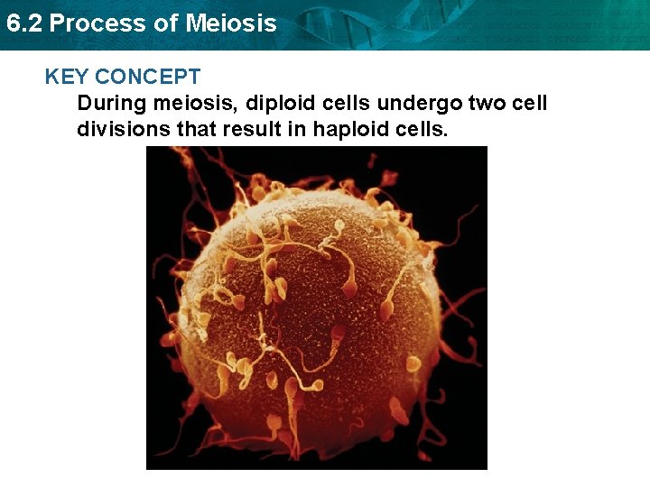 6. 2 Process of Meiosis KEY CONCEPT During meiosis, diploid cells undergo two cell