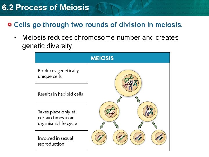 6. 2 Process of Meiosis Cells go through two rounds of division in meiosis.