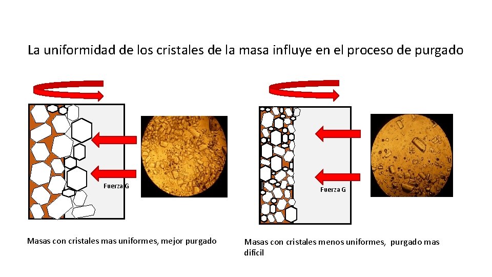 La uniformidad de los cristales de la masa influye en el proceso de purgado