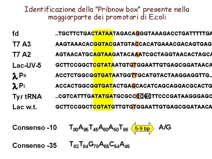 Identificazione della “Pribnow box” presente nella maggiorparte dei promotori di E. coli fd .