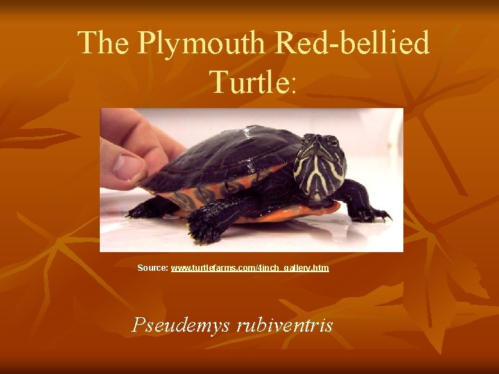 The Plymouth Red-bellied Turtle: Source: www. turtlefarms. com/4 inch_gallery. htm Pseudemys rubiventris 