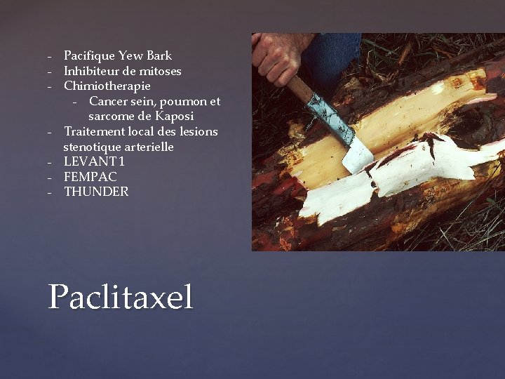 - Pacifique Yew Bark - Inhibiteur de mitoses - Chimiotherapie - Cancer sein, poumon