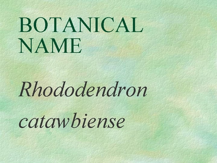 BOTANICAL NAME Rhododendron catawbiense 