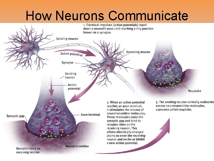 How Neurons Communicate How Neurons Communicate