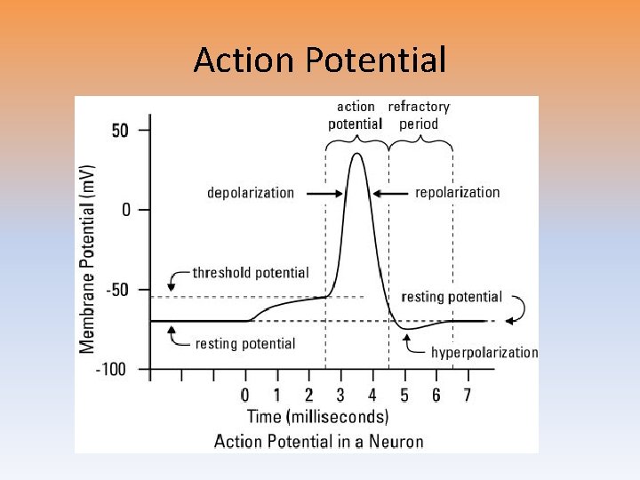Action Potential Action Potential