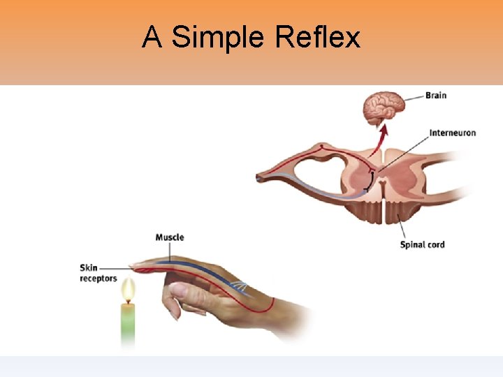 A Simple Reflex 