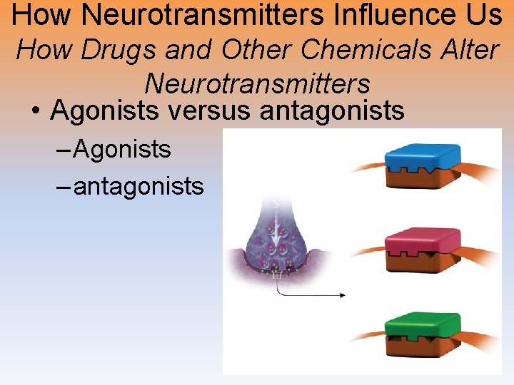 How Neurotransmitters Influence Us How Drugs and Other Chemicals Alter Neurotransmitters • Agonists versus