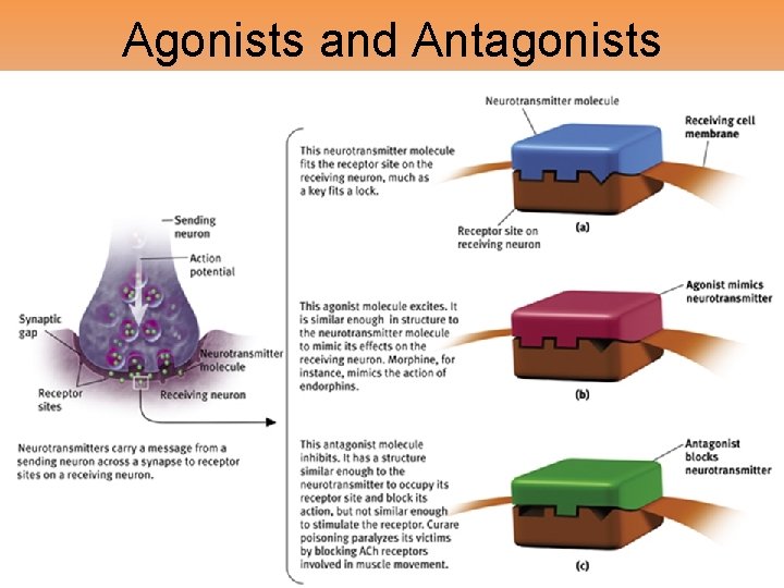 Agonists and Antagonists 