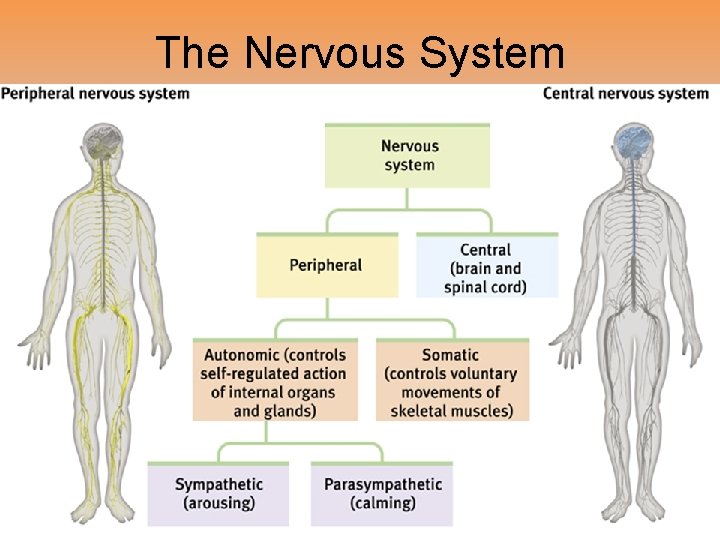 The Nervous System The Nervous System