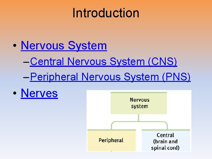 Introduction • Nervous System – Central Nervous System (CNS) – Peripheral Nervous System (PNS)