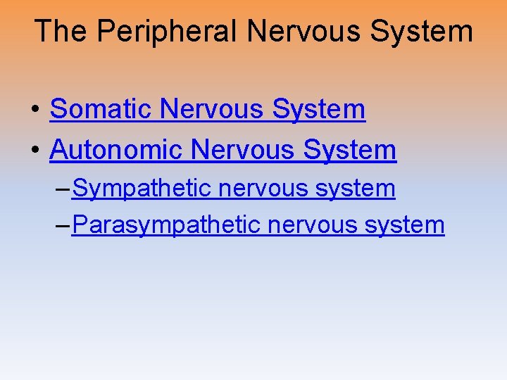 The Peripheral Nervous System • Somatic Nervous System • Autonomic Nervous System – Sympathetic The Peripheral Nervous System • Somatic Nervous System • Autonomic Nervous System – Sympathetic
